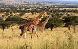 TANZANIA - Serengeti National Park - Lobo - 20